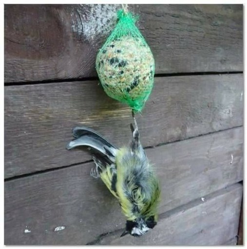 Hang geen vetbol netje aan vogelhuisje - Vogelhuisjes-kopen